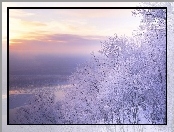 Zima, Oszronione, Drzewa