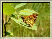 Owad, Liść, Motyl, Karłątek kniejnik