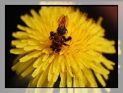 Kwiat, Owad, Pszczoła