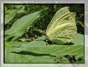 Owad, Liść, Motyl, Latolistek cytrynek