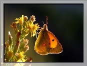 Owad, Kwiat, Motyl, Żółty