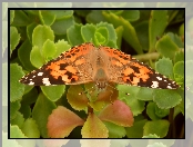 Owady, Motyl, Rusałka osetnik