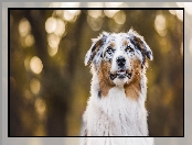 Owczarek australijski, Australian shepherd