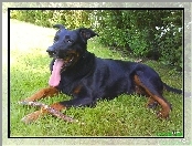 Owczarek francuski Beauceron, jęzor, kij