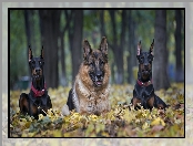 Park, Owczarek Niemiecki, Dobermany, Jesień, Poranny spacer, Liście