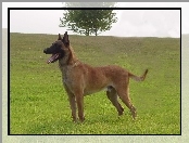 Owczarek belgijski Malinois, drzewo