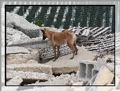 Owczarek belgijski Malinois, gruzy