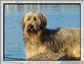 Owczarek francuski Briard, niebieska, woda