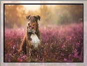 Owczarek australijski, Australian shepherd, Wrzos