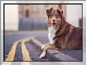 Owczarek australijski, Ulica, Australian shepherd, Chodnik