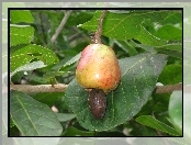 Owoc, Occidentale, Caju, Anacardium