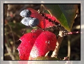 Owoc, Ostrokrzew, Czerwone, Liście, Granatowy