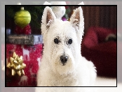 Świąteczne, Pies, West highland white terrier, Mordka, Ozdoby