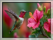 Pąki, Różowy, Grafika AI, Kwiat, Lot, Koliber, Ptak, Hibiskus, Łodyga