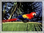 palma, Papuga, ara, czerwona, ptak