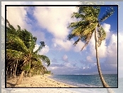 Palmy, Dominikana, Punta Cana, Ocean, Piasek