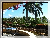 Park, Palmy, Kawiarenka
