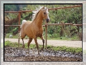 Koń, Palomino, Padok