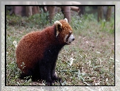Panda, Czerwona, Pandka ruda