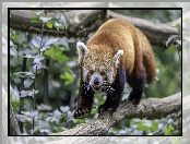 Pandka ruda, Panda czerwona, Gałąź