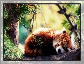 Pandka ruda, Panda, Czerwona, Drzewo, Wypoczynek