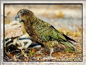 Papuga, Kea