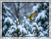 Lot, Drzewa, Zima, Papuga