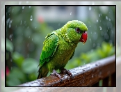 Poręcz, Deszcz, Zielona, Papuga