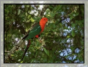 Ptak, Szkarłatka królewska, Papuga