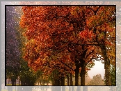 Park, Jesień, Aleja, Drzewa