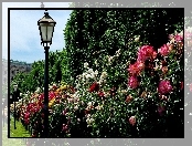 Park, Latarnia, Aleja, Róż