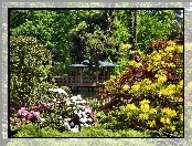 Park, Rododendrony, Altana, Kolorowe
