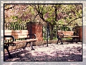 Park, Drzewa, Ławeczki, Płotek