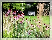 Park, Kwiaty, Ławka, Jeżówka