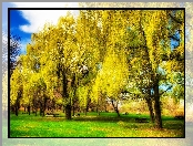 Park, Ławki
