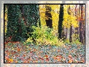Park, Jesienne, Liście, Bluszcz, Drzewa