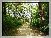 Park, Zieleń, Ścieżka, Drzewa