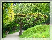 Park, Zieleń, Ścieżka, Drzewa