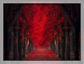 Jesien, Droga, Tunel, Drzewa, Park