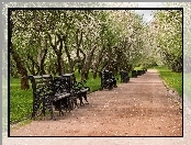 Park, Ławki, Drzewa, Alejka