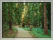 Park, Ławki, Drzewa, Alejka