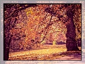 Park, Jesień, Drzewa, Alejki
