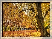 Park, Barwy, Jesieni, Drzewa, Liście