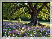 Park, Kwiaty, Drzewa