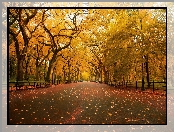 Park, Liście, Drzewa, Alejka