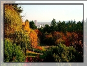 Park, Miasto, Drzewa, Panorama