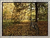 Park, Rower, Drzewa, Jesień