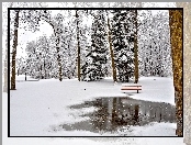 Park, Zima, Drzewa, Ławka
