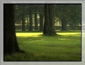 Park, Drzewa