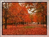Park, Drzewa, Jesień, Ławka